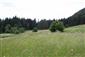 Nížinné a podhorské kosné lúky (19.6.2014)